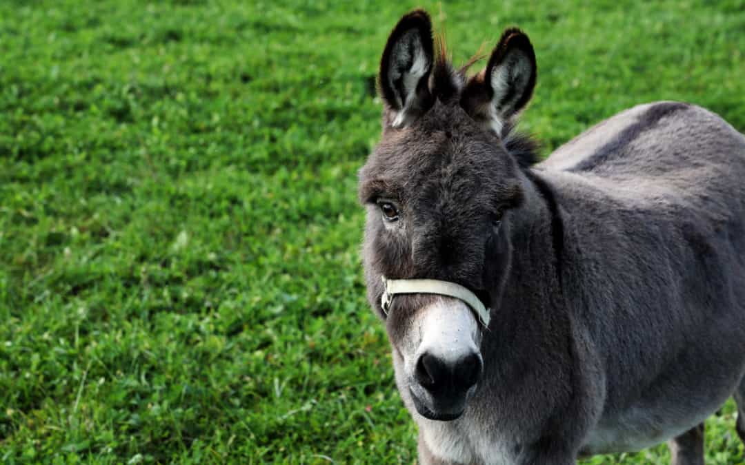 What Size Halter Do Mini Donkeys Wear? | Mini Donkey University